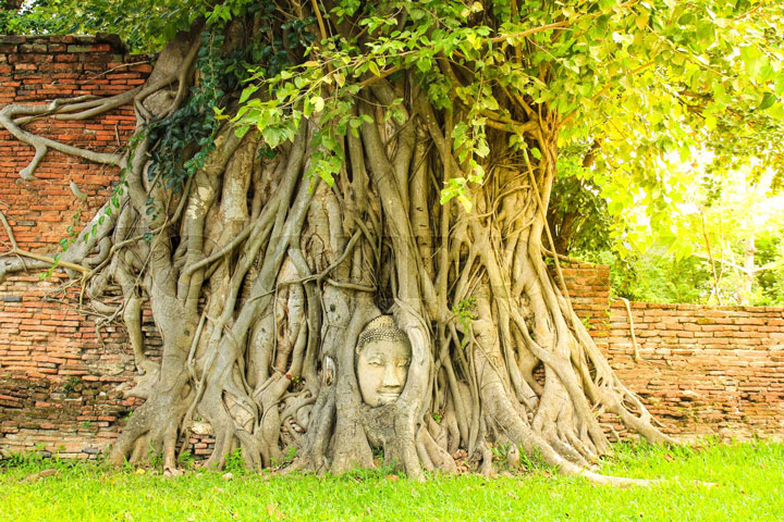 Wat-Mahathat-Buddha-Head-in-Tree-Roots