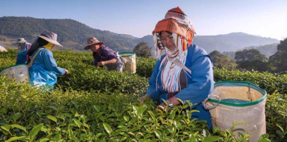 Day 9: Chiang Rai - Doi Mae Salong -Golden Triangle - Chiang Rai (B)