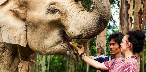 Jour 7 : Chiang Mai - Elephant Jungle Sanctuary (B/L) Transfert collectif – Guide anglophone
