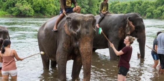Day 8: Chiang Mai - Elephant Jungle Sanctuary-  Join tour- Night train to Bangkok (B, L)  