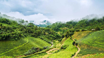 Doi Mae Salong