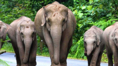 Sentiers du parc national de Khao Yai