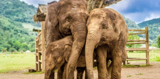 Jour 6 : Visite au sanctuaire des éléphants (B/L) Excursion partagée avec guide anglophone