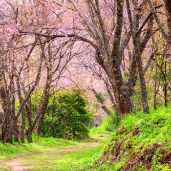 Doi Inthanon National Park 1 Day