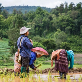 Chiang Mai - Randonnée aux villages d'éthnies minoritaires 3 jours/2 nuits