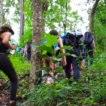 Randonnée dans la jungle de Mae Kam Pong 1 jour