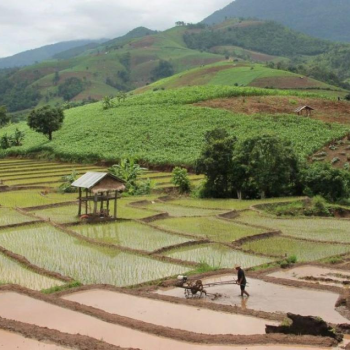 Randonnée dans les villages de tribus de Chiang Rai 3 jours 2 nuits