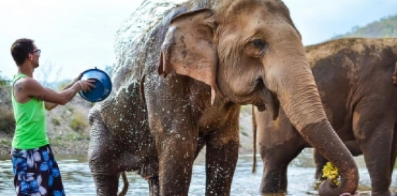 Day 12: Chiang Mai - Elephant Nature Park (B, L) Join in group