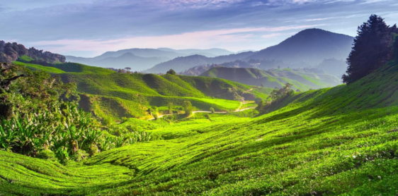 Day 6: Kuala Lumpur - Cameron Highlands (B)