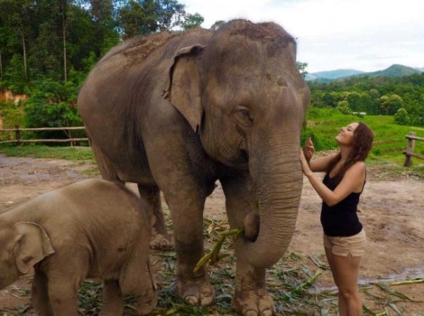 Top 10 meilleurs sanctuaires d'éléphant à Chiang Mai