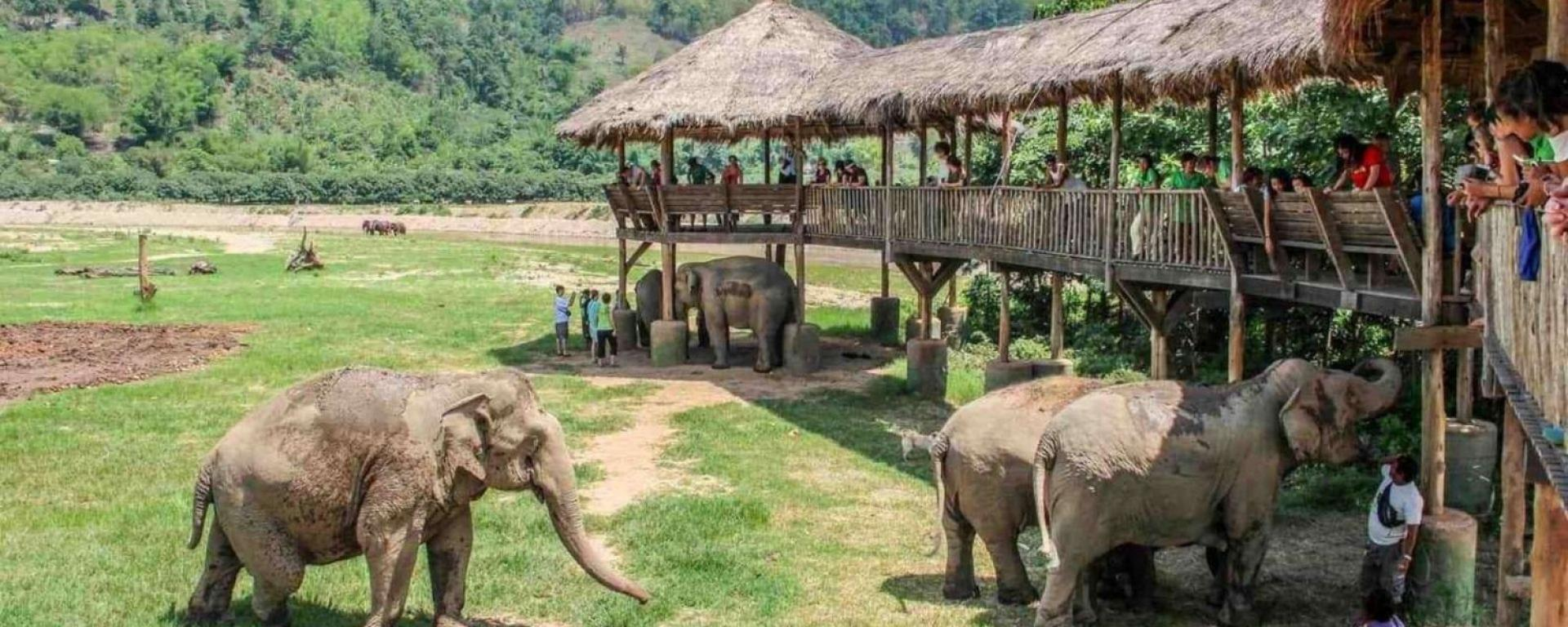 Top 10 meilleurs sanctuaires d'éléphant à Chiang Mai