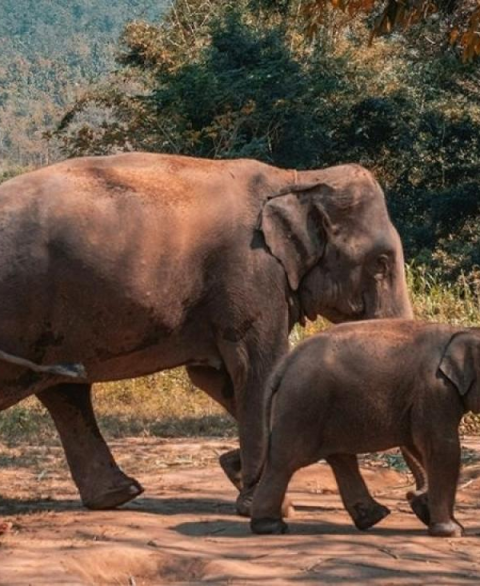 Top 4 meilleurs choses à faire à Chiang Mai