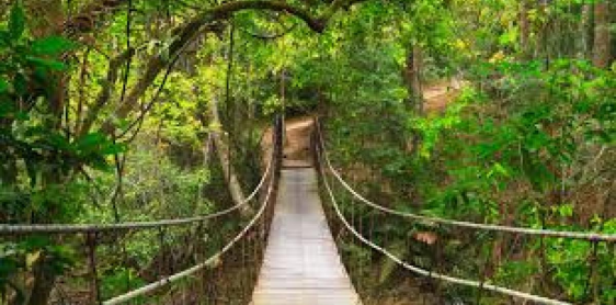 Jour 8 : Ayutthaya – Parc national de Khao Yai (B, L)