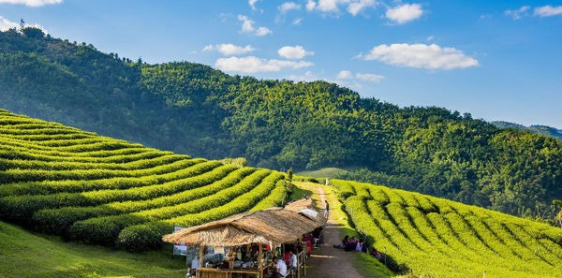 Jour 7 : Chiang Rai – Triangle d’Or (B)