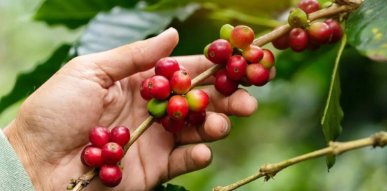 Journée de visite de Plantation et torréfaction de café de Nan (L)
