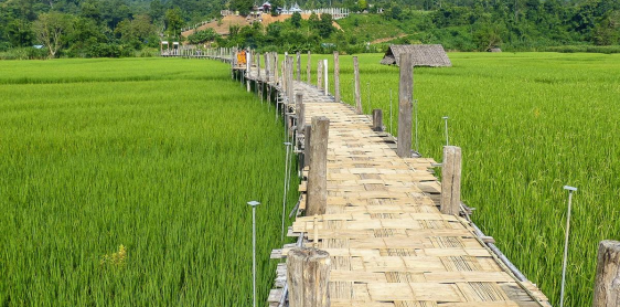Jour 3 : Pont du Su Tong Pae - Baan Ruam Thai - Village de Hmong - Départ (B)