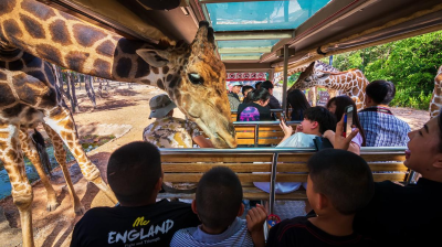 Chiang Mai Night Safari