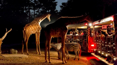 Le safari de nuit à Chiang Mai