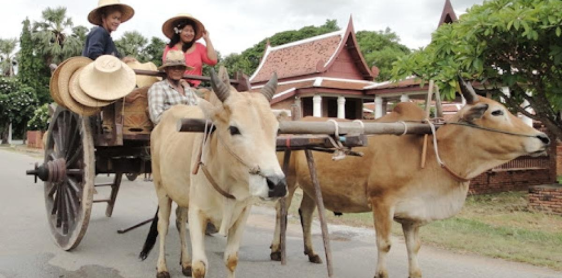 Jour 2 : Sangklaburi - Balade en charette à boeuf - Temple Mon - Bateau sur Khao Laem - Thong Pha Phum (B,L)