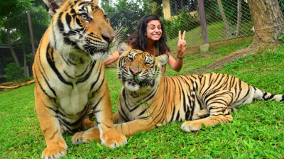 The Tiger Kingdom