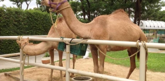 Day 4: Bangkok – Hua Hin (B)