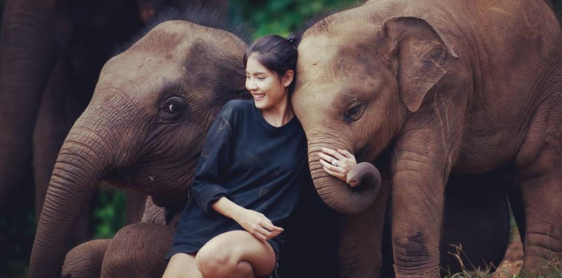 Day 10: Chiang Mai – Elephant Jungle Sanctuary (Join-in program) – night train to Bangkok (Train ticket in 2nd Class Sleep AC) (B) Only SIC guide in Elephant Camp