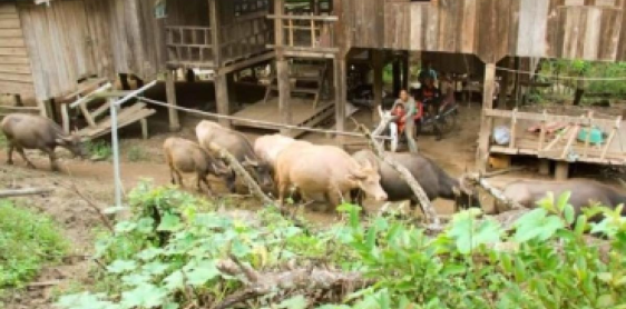 Day 1: CHIANG MAI – CHIANG DAO CAVE – MUANG KONG (-/L/D)