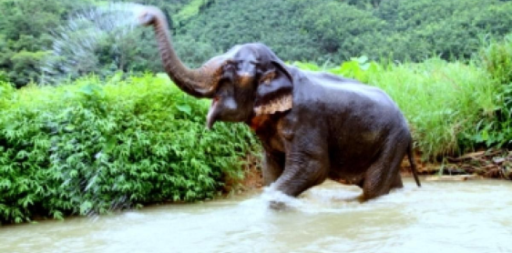 Day 11: Khao Sok National park (B) Join tour